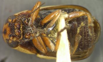 Media type: image;   Entomology 4291 Aspect: habitus ventral view
